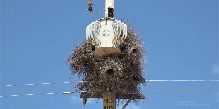 Ciudades de Alto Paraguay sin servicio de energía por varias horas tras columna caída