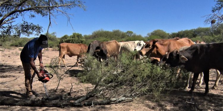 Sequía lleva a situación crítica en el Pilcomayo: Vacas comen algarrobo ante falta de pasto