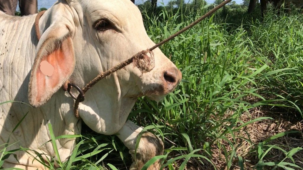 SAP Neuland recomienda aplicar vacuna antirrábica ante confirmación de casos