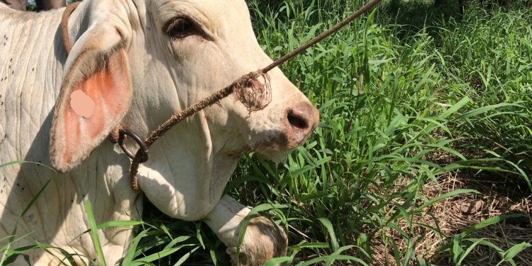 SAP Neuland recomienda aplicar vacuna antirrábica ante confirmación de casos