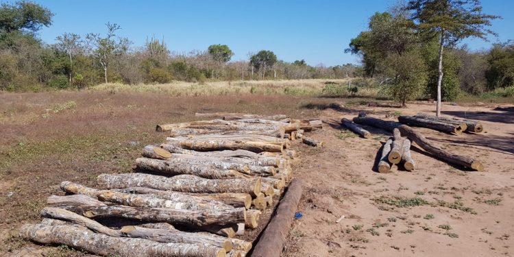 Boquerón: Fiscalía investiga tala de Palo Santo y supuesta explotación laboral de menores Boquerón: Fiscalía investiga tala de Palo Santo y supuesta explotación laboral de menores