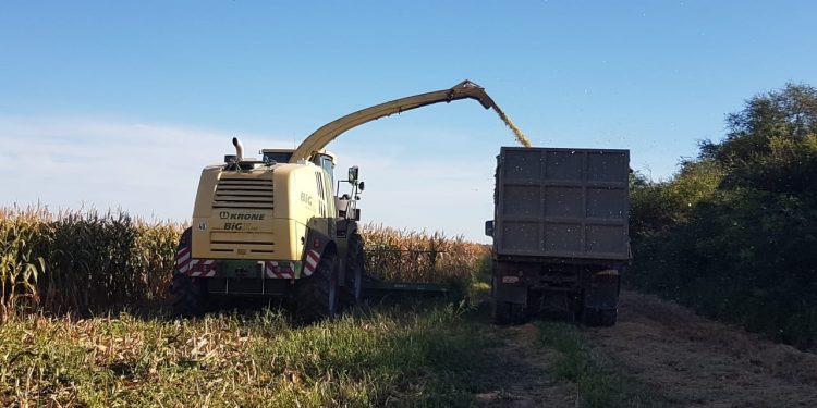 Realizarán conferencia web sobre conservación de forrajes de alta calidad Realizarán conferencia web sobre conservación de forrajes de alta calidad