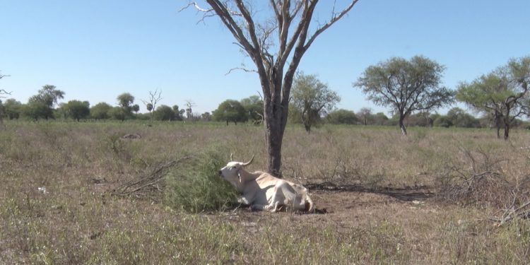 Zona Pilcomayo: Urge asistencia para superar crisis por falta de agua Zona Pilcomayo: Urge asistencia para superar crisis por falta de agua