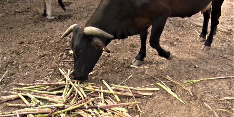 Sequía en el Chaco obliga a muchos productores de leche a «abandonar» Sequía en el Chaco obliga a muchos productores de leche a «abandonar»