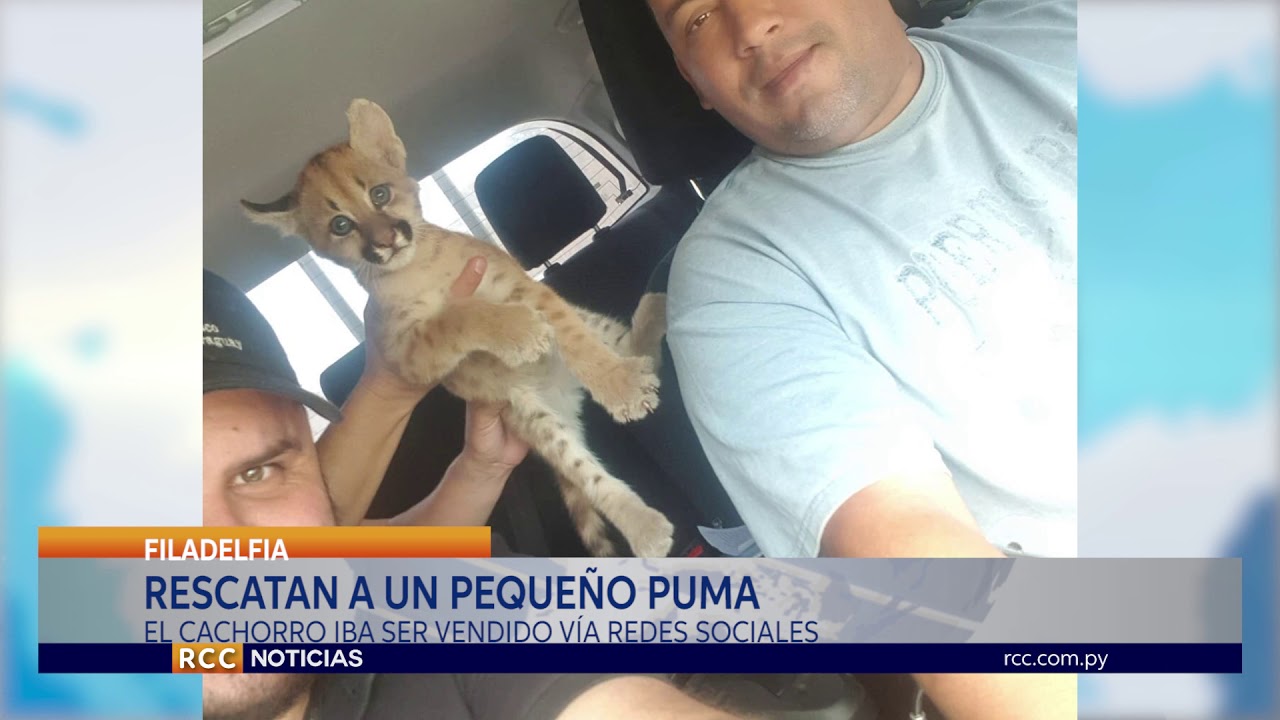 FILADELFIA: RESCATAN A UN PUMA CACHORRO QUE SE PUSO EN VENTA VÍA REDES SOCIALES