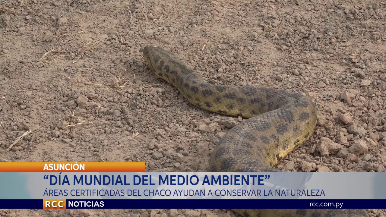 HOY SE RECUERDA EL DÍA MUNDIAL DEL MEDIO AMBIENTE
