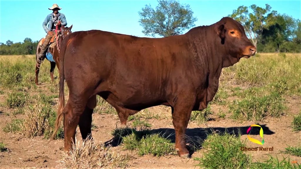 Ante situación de cuarentena los remates de ganado se reinventan con el mundo digital Ante situación de cuarentena los remates de ganado se reinventan con el mundo digital