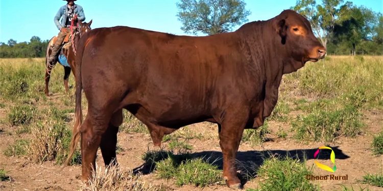 Ante situación de cuarentena los remates de ganado se reinventan con el mundo digital