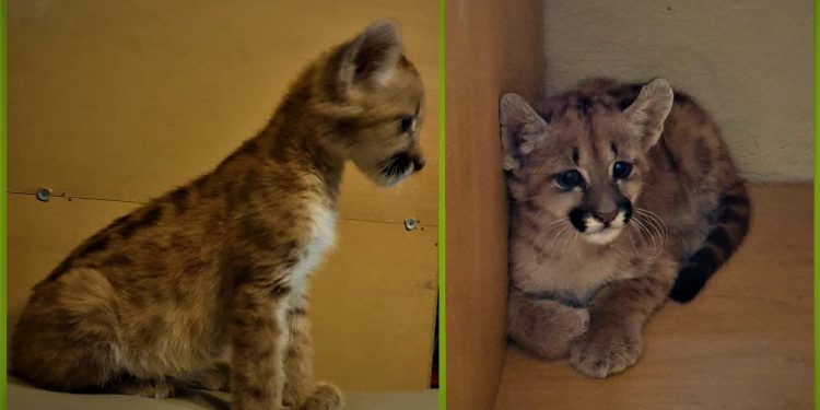 Chaco: Rescatan a un puma cachorro que se puso en venta vía redes sociales