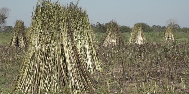 Por sequía trabajan en preparación de suelo para cultivos de sésamo 