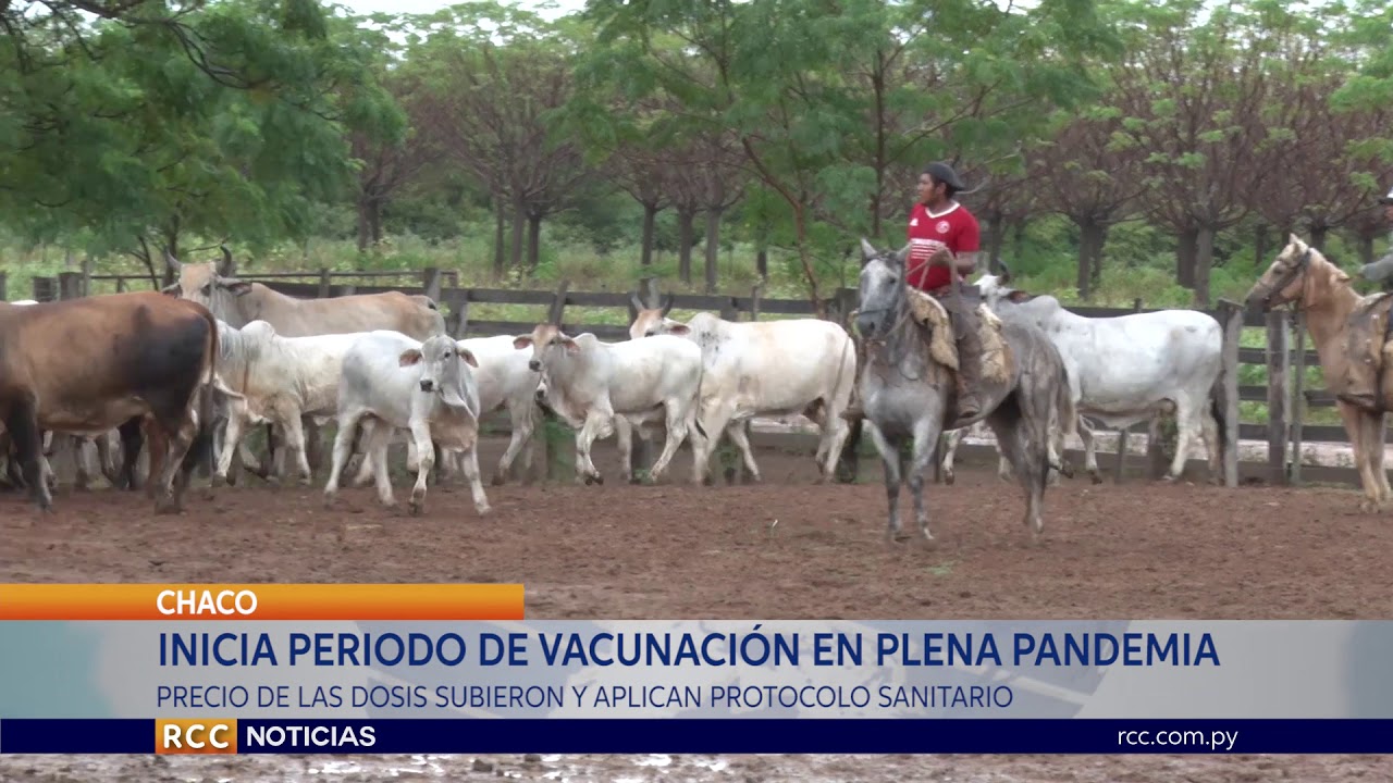 INICIA SEGUNDO PERIODO DE VACUNACIÓN CONTRA AFTOSA EN PLENA PANDEMIA