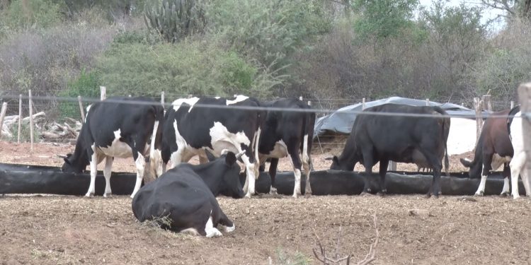 Colonizaciones nuevas del Chaco: producción lechera clave para subsistencia