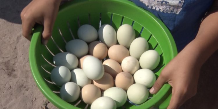 Comunidad 4 de Mayo: en extrema sequía se mantienen con producción propia