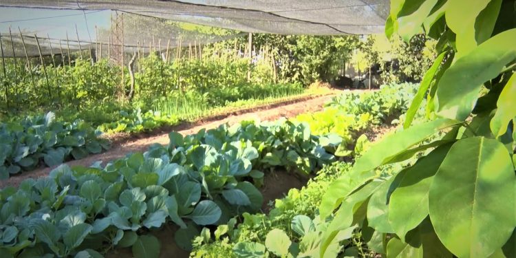 Piden apoyar a pequeños productores comprando en la primera feria agropecuaria Piden apoyar a pequeños productores comprando en la primera feria agropecuaria