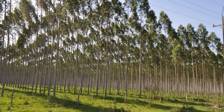 Ven al sector forestal como un rubro positivo para invertir en Paraguay