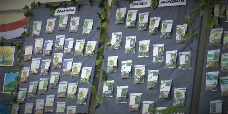 Lanzan exposición de plantas medicinales del Chaco en la gobernación de Boquerón