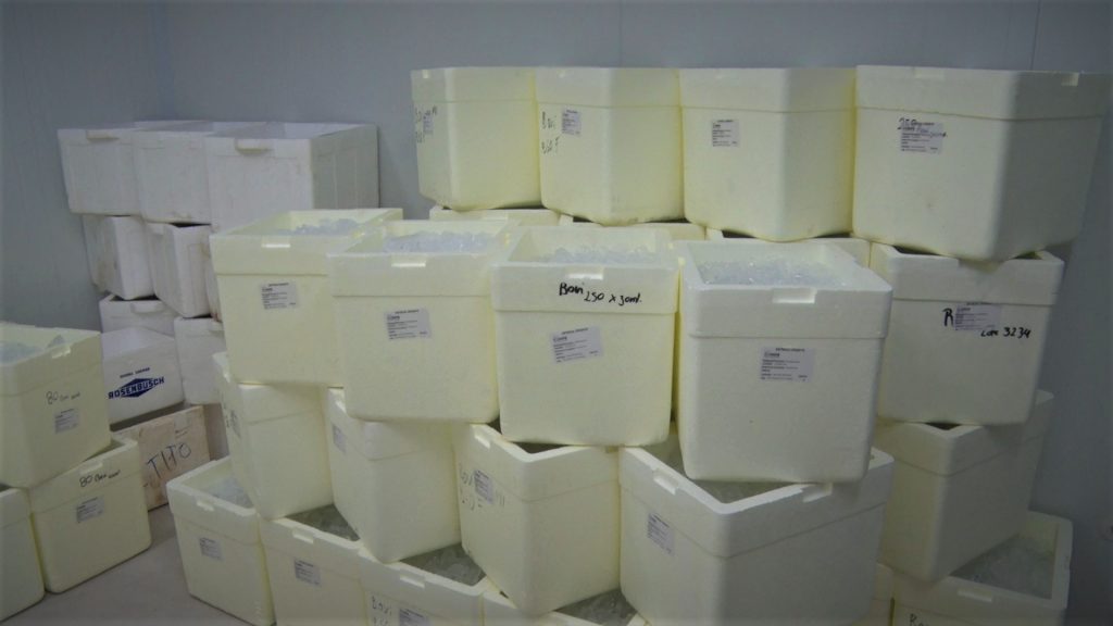 Preparan inicio del segundo periodo de vacunación contra la aftosa en modo COVID-19 Preparan inicio del segundo periodo de vacunación contra la aftosa en modo COVID-19