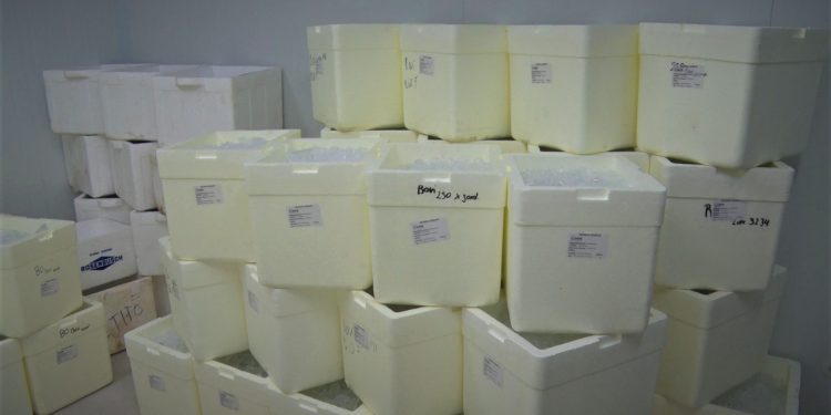 Preparan inicio del segundo periodo de vacunación contra la aftosa en modo COVID-19 Preparan inicio del segundo periodo de vacunación contra la aftosa en modo COVID-19