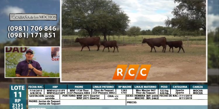 Feria de reproductores en el Chaco gana protagonismo a través de la tecnología Feria de reproductores en el Chaco gana protagonismo a través de la tecnología