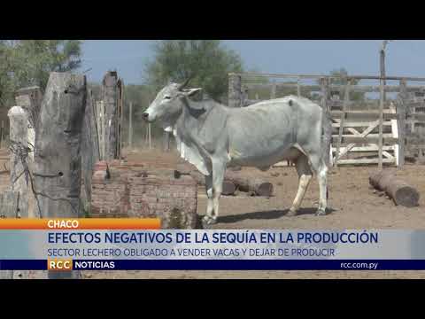 PRODUCTORES DE LECHE SON LOS MÁS GOLPEADOS A CAUSA DE LA SEQUÍA