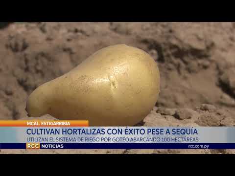 CULTIVAN HORTALIZAS CON ÉXITO EN EL CHACO PESE A SEQUÍA.