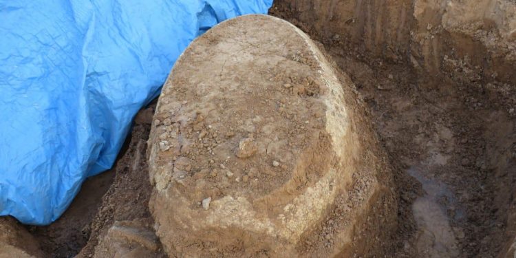 Restos fósiles hallados en el Chaco forman parte del patrimonio cultural del país