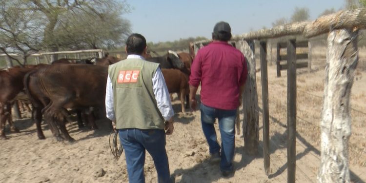 Nativos se mantienen de ganadería: «Nosotros lo que queremos es trabajar… no solamente asentarnos y listo»