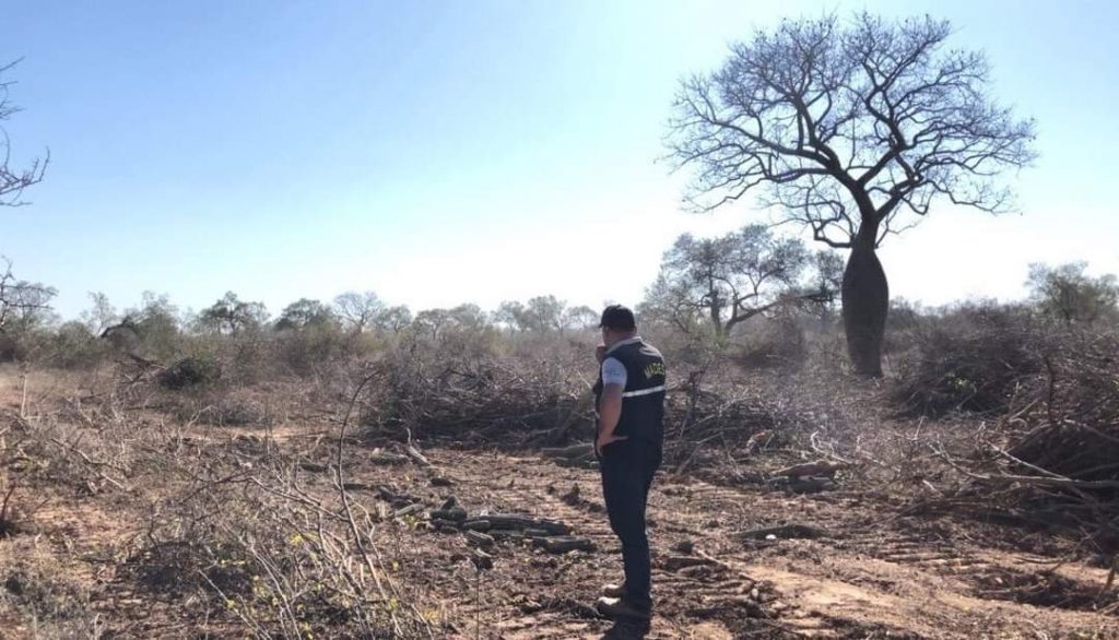En 48 horas: MADES interviene otro establecimiento en el Chaco por desmonte En 48 horas: MADES interviene otro establecimiento en el Chaco por desmonte