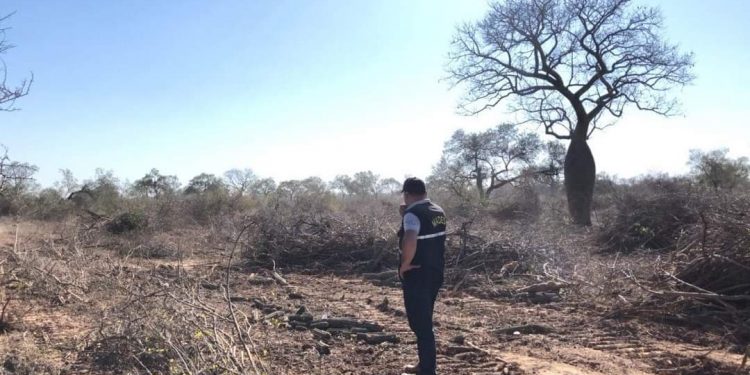 En 48 horas: MADES interviene otro establecimiento en el Chaco por desmonte
