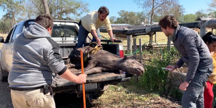 Rescatan en estancia chaqueña un mboreví Rescatan en estancia chaqueña un mboreví