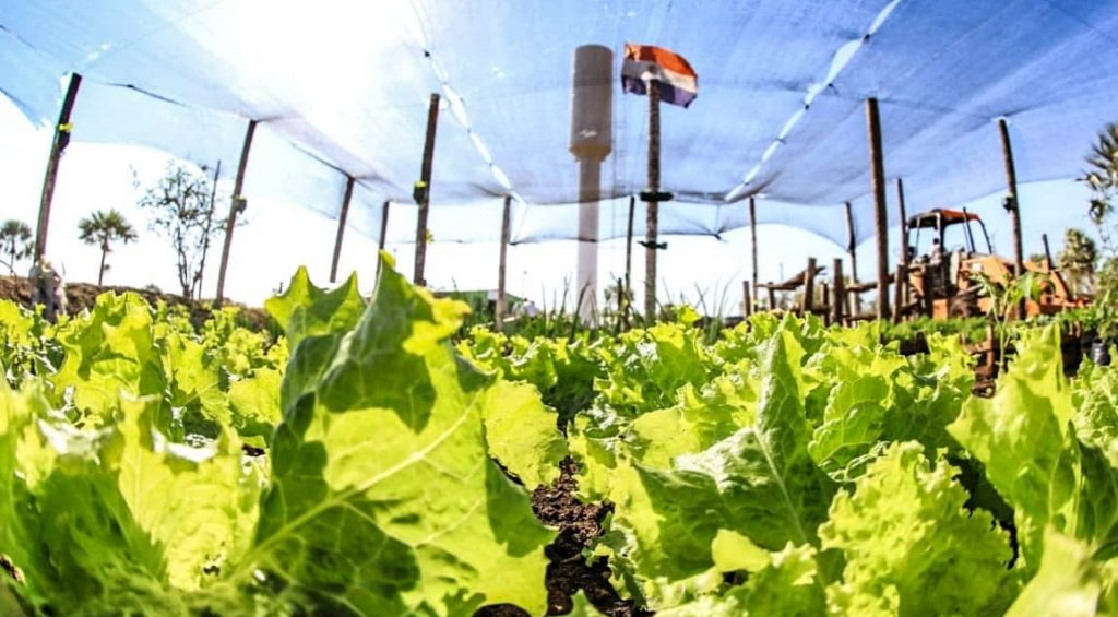 Realizan análisis económico y financiero de inversiones en el sector agrícola