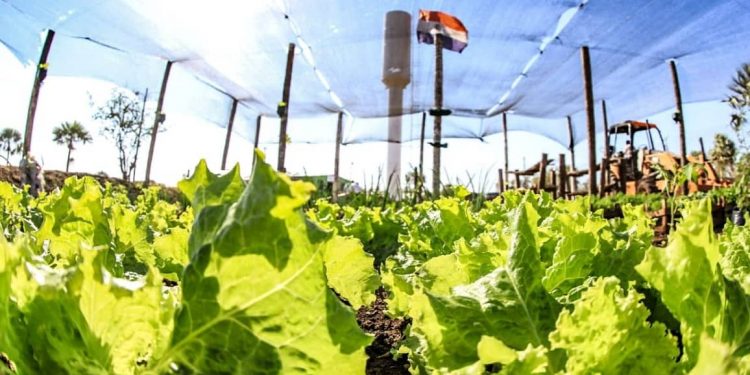 Realizan análisis económico y financiero de inversiones en el sector agrícola