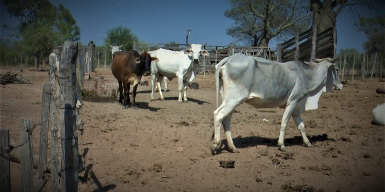 Diez consejos prácticos para mitigar impacto de la sequía para los pequeños productores