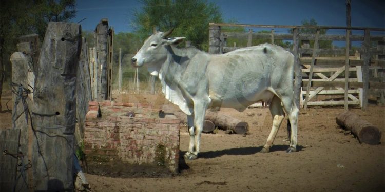 Crédito Agrícola otorgó más de 4.700 millones a productores del Chaco durante sequía
