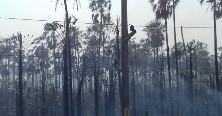 Quemazón afectó servicio de abastecimiento de energía eléctrica en Fuerte Olimpo Quemazón afectó servicio de abastecimiento de energía eléctrica en Fuerte Olimpo