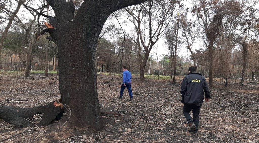 Talan y queman árboles nativos en lugar histórico sin ningún estudio ambiental