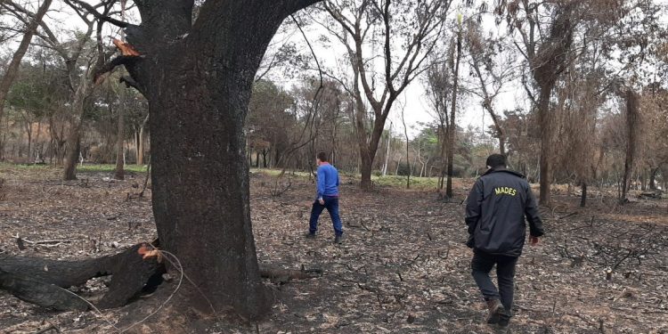 Talan y queman árboles nativos en lugar histórico sin ningún estudio ambiental