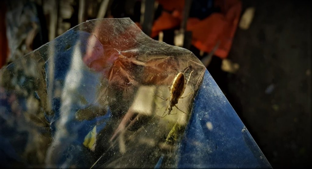 Mal de chagas está presente en algunas comunidades de Boquerón