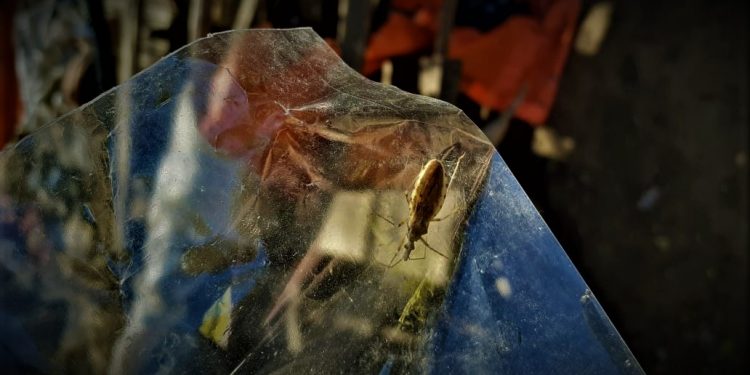 Mal de chagas está presente en algunas comunidades de Boquerón Mal de chagas está presente en algunas comunidades de Boquerón