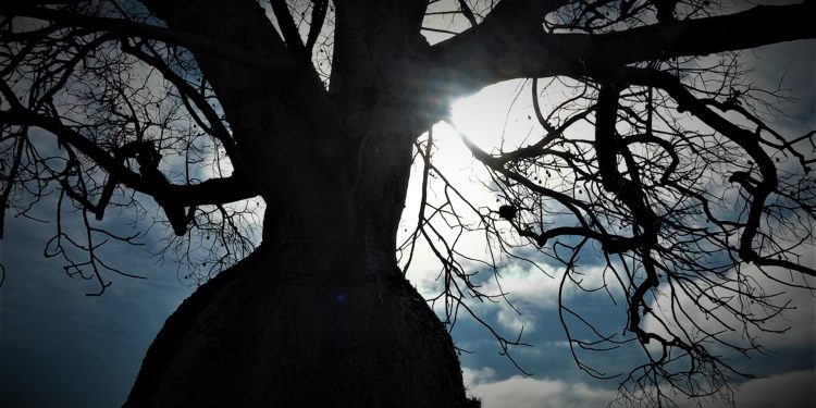 Ante la escasez de alimentos para animales el Palo Borracho podría ser una alternativa