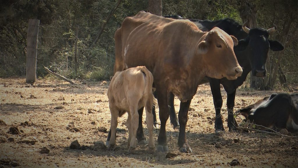 Pequeños productores del Chaco buscan acceder a créditos ante aquejante sequía