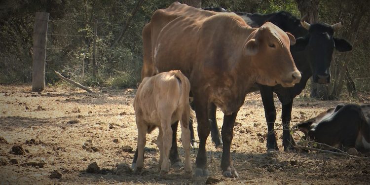 Pequeños productores del Chaco buscan acceder a créditos ante aquejante sequía