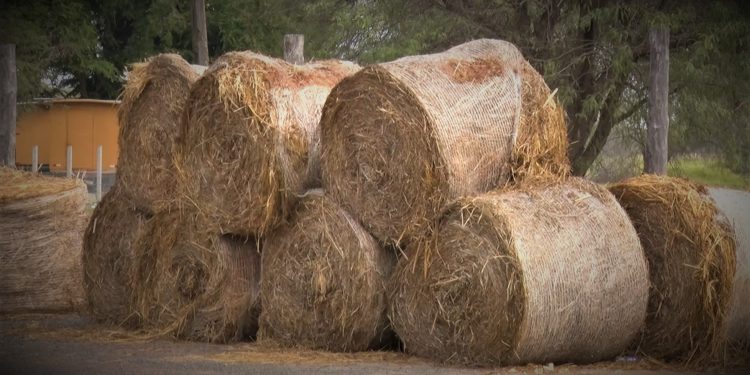 Sobreviviendo a la crisis: Ganadería en el Chaco está produciendo bajo pérdidas