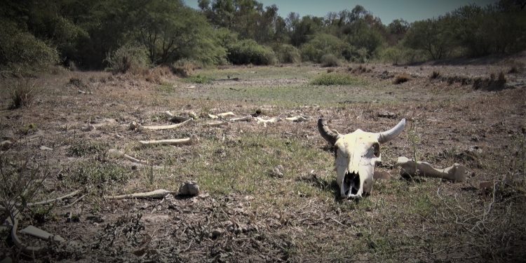 La sequía continúa causando estragos en la producción ganadera del Chaco