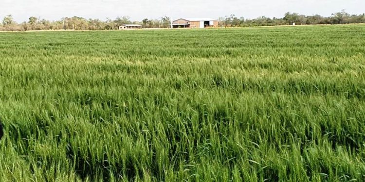 Trigo con riego ya echa espigas en el Chaco Central Trigo con riego ya echa espigas en el Chaco Central