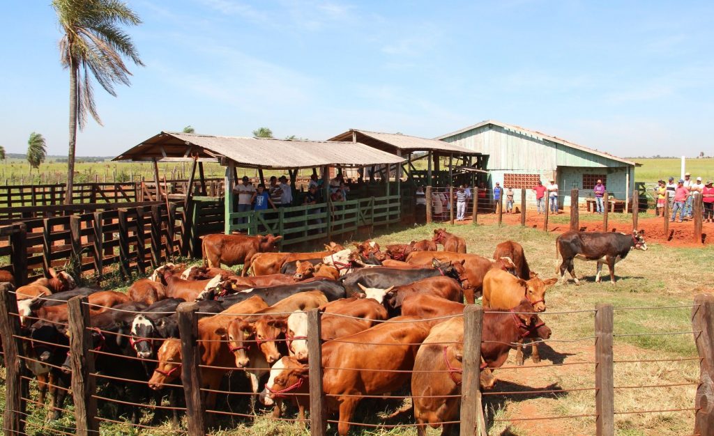 Innovan en banco de material genético para desarrollar ganado más productivo