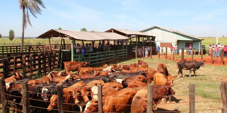 Innovan en banco de material genético para desarrollar ganado más productivo