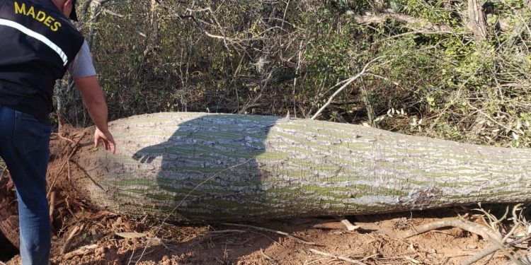 MADES detiene criminal desmonte en Mariscal Estigarribia