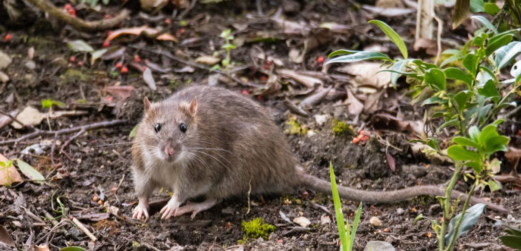 Hantavirus, el otro virus del que hay que cuidarse