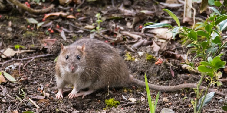 Hantavirus, el otro virus del que hay que cuidarse